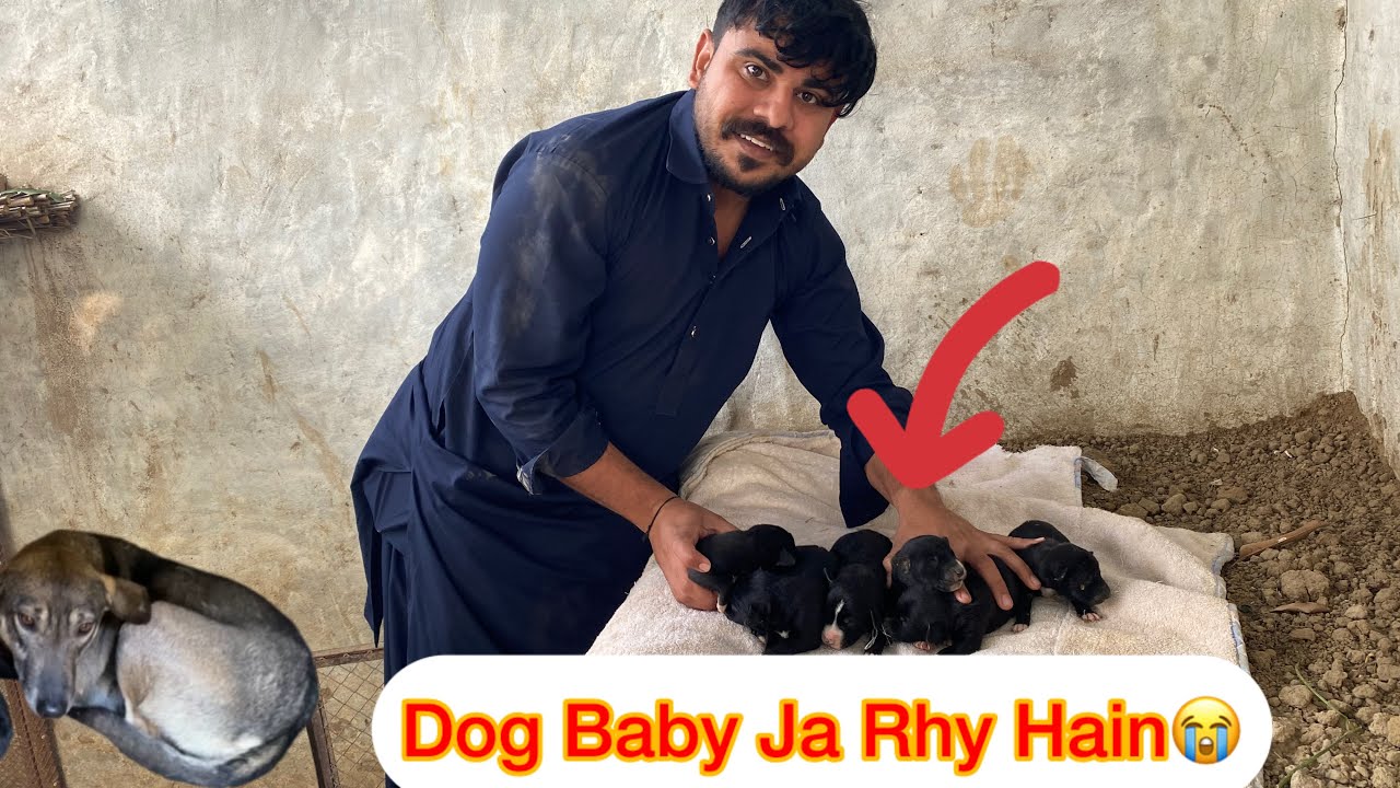 Dog Baby Kaha Ja Rha Hain 