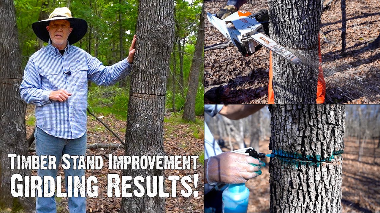 How to Improve Hardwood Timber for Wildlife - Part 3: Girdling Results