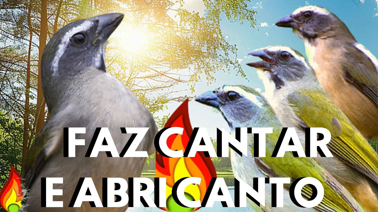 LEVANTA CANTO ESQUENTAR trinca ferro FRIO 🔥 ESQUENTAR TRINCA FERRO CANTANDO