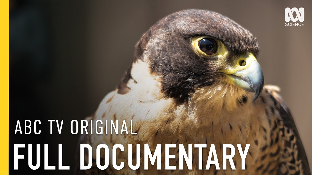 The Secret Lives of Melbourne's City Birds | FULL DOCUMENTARY