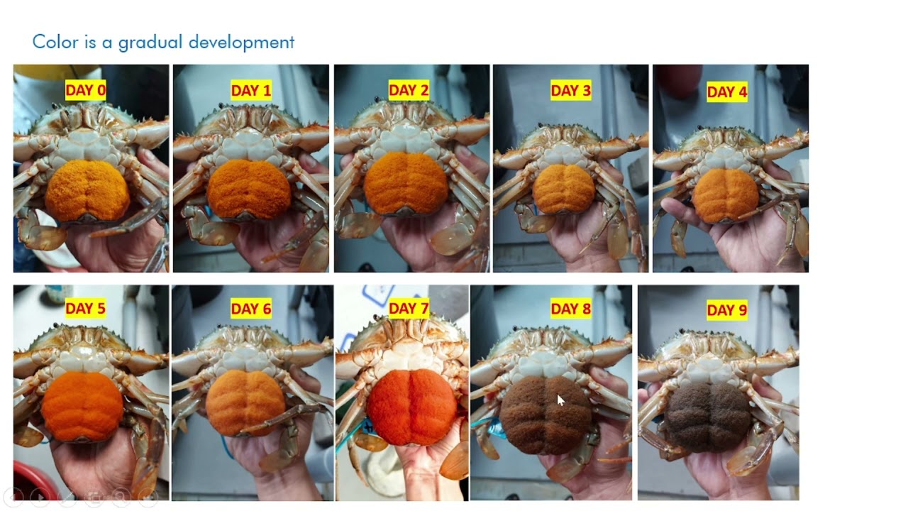 Unveiling the Mysteries of Mud Crab Spawning: A Fascinating Journey through the Reproductive Process