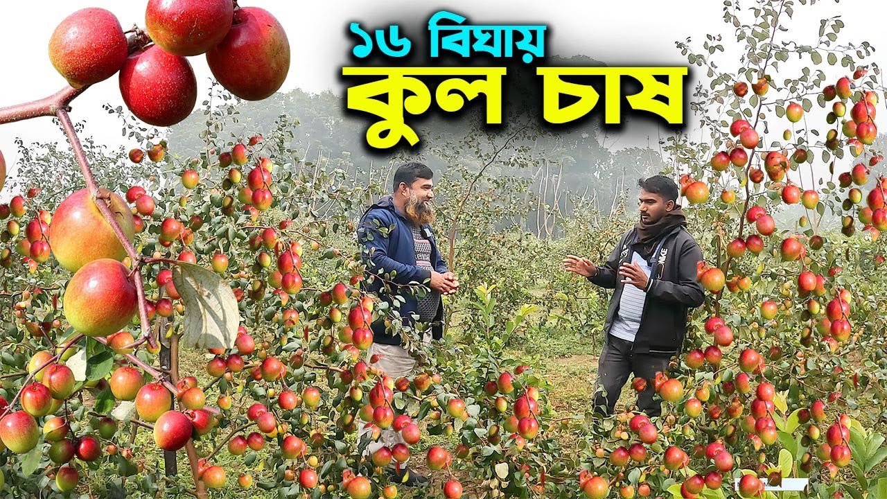 ভারত সুন্দরী থাই আপেল কুল চাষে ৩০ লাখ বিক্রির আশা কৃষকের | Ep-1001