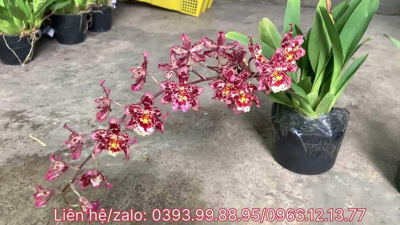 TRƯA 3/11 cập bến vô vàn hoa Lan giá rẻ,vũ nữ các loại,cát thơm…Lh 0393998895/0966121377