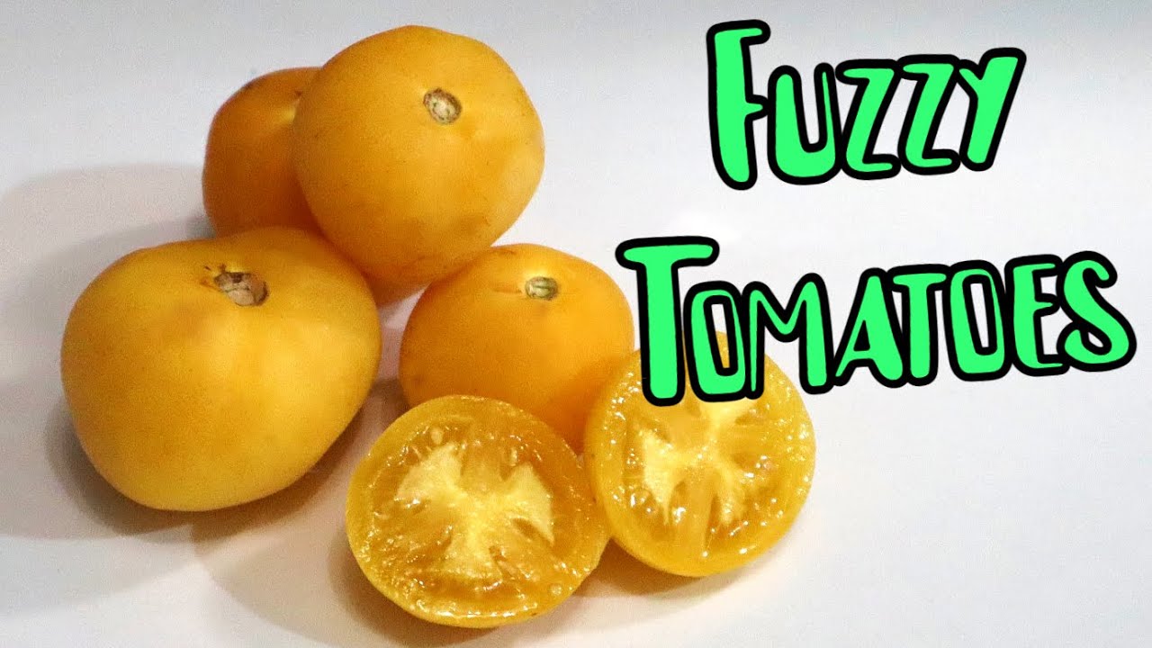 PEACH TOMATO - Trying an Uncommon Tomato with Peach Fuzz! - Weird Fruit Explorer