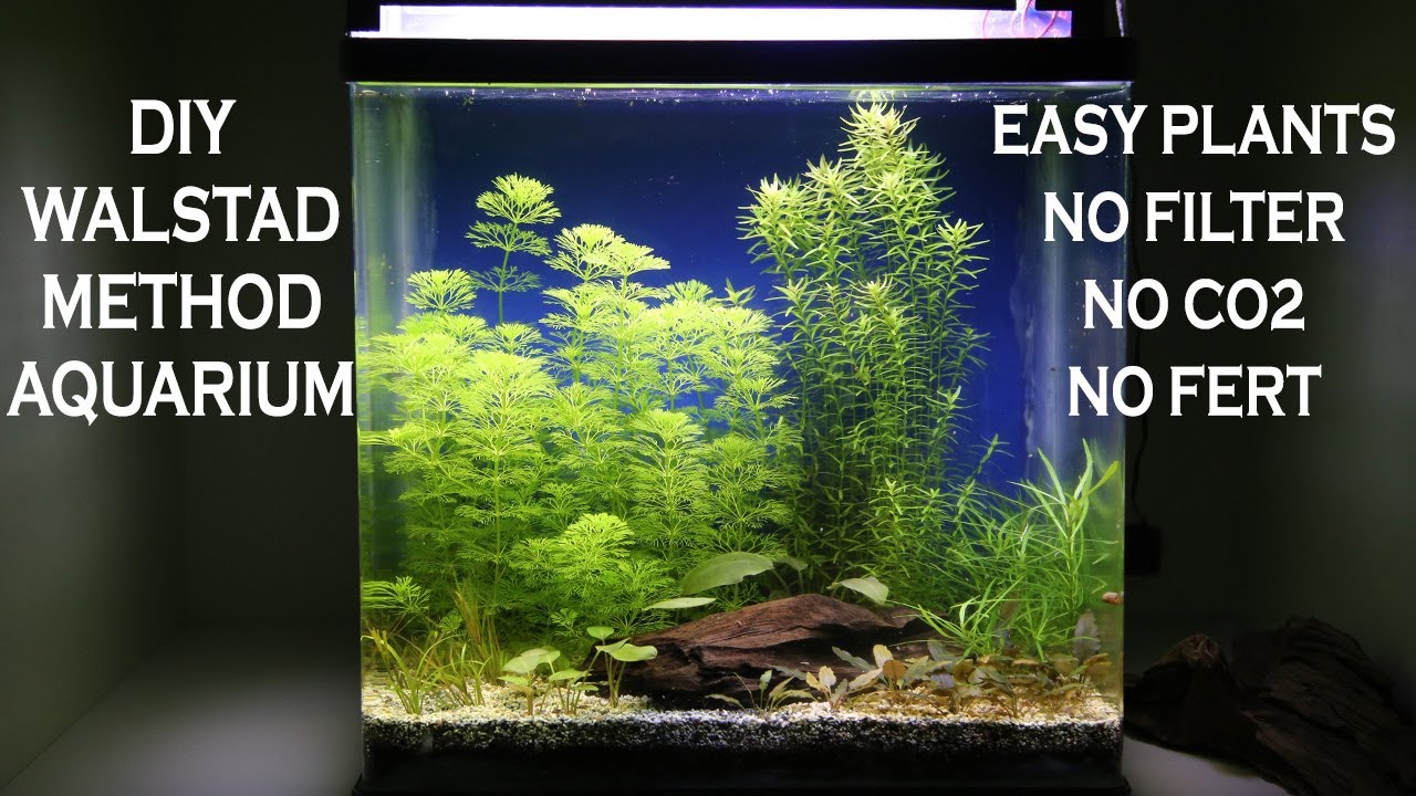 DIY Walstad Method Aquarium Setup - Easy Plants