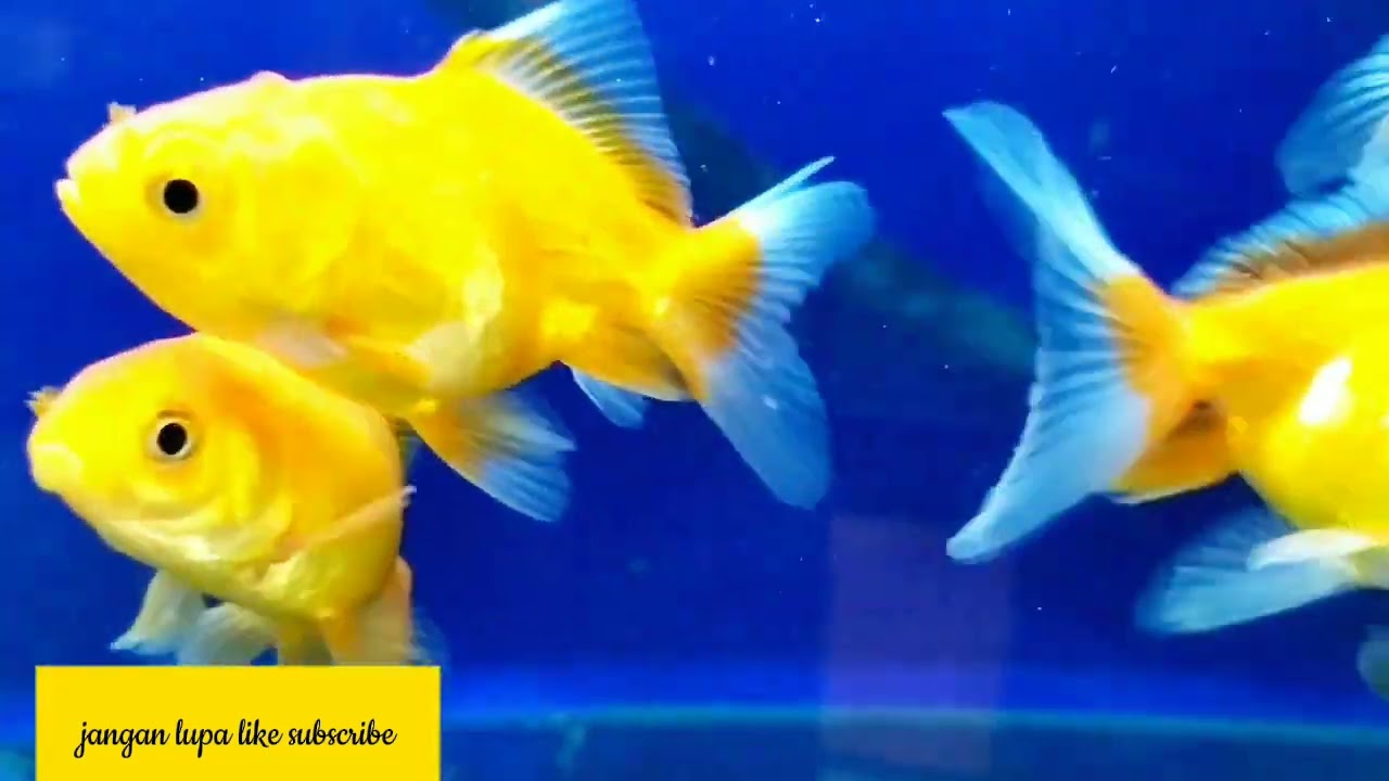 Ikan hias 