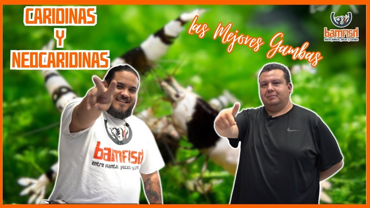 ¿Caridinas o Neocaridinas? Que Gambas elegir