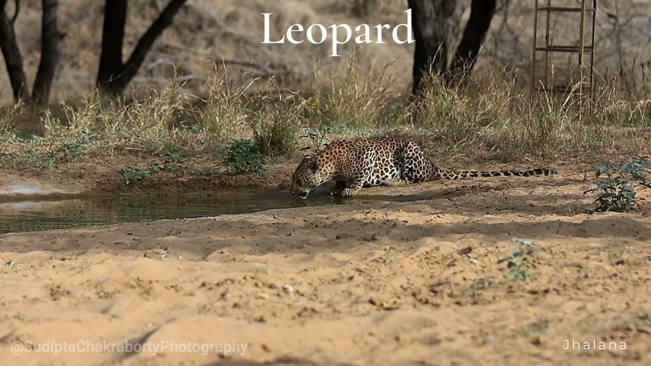 Thirsty Leopard Drinking Water in the Wild | Intense Wildlife Moment
