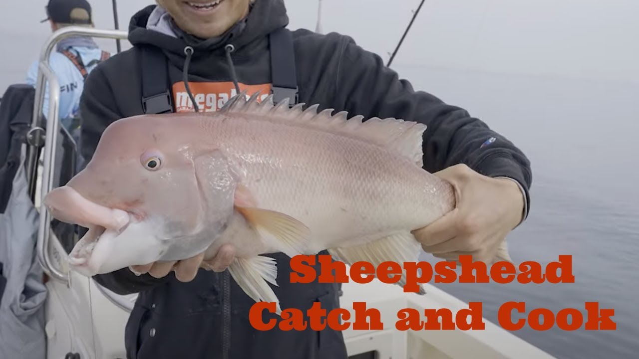 Sheepshead Catch and Cook - My Favorite Recipe for California Sheepshead