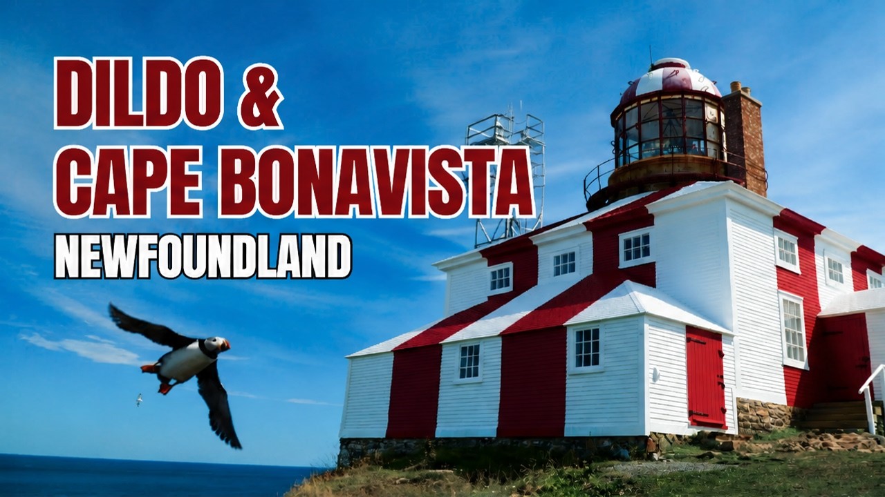 Hidden Gems of Newfoundland | Puffins, Breweries & Coastal Adventures