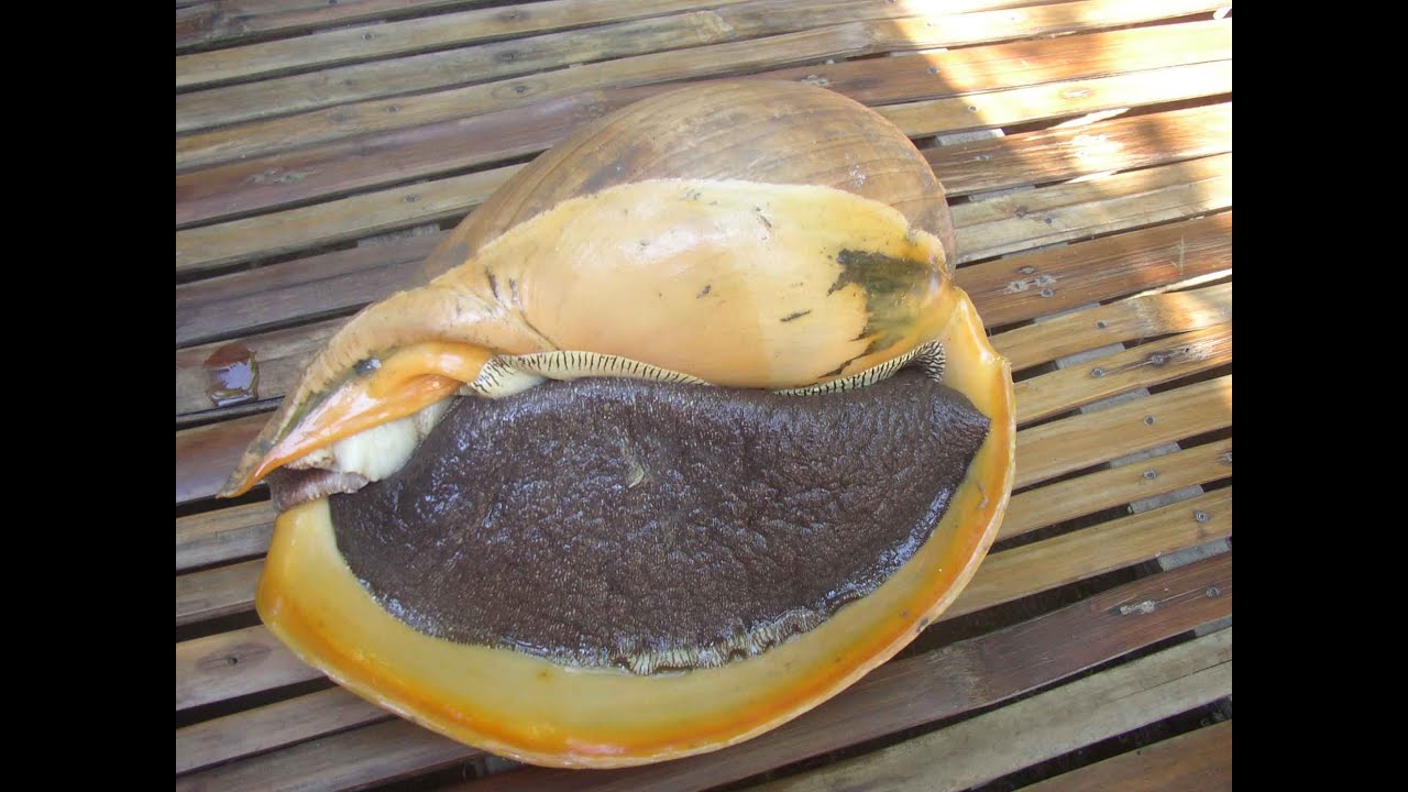 BINGA|GIANT SHELL DADS RECIPEVlog1