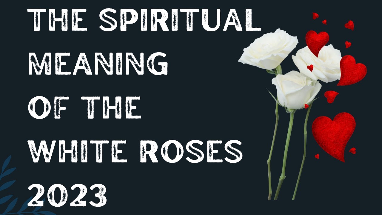 The Spiritual Meanings Of White Roses and Spiritual Significance Of White Roses 2023 Video,