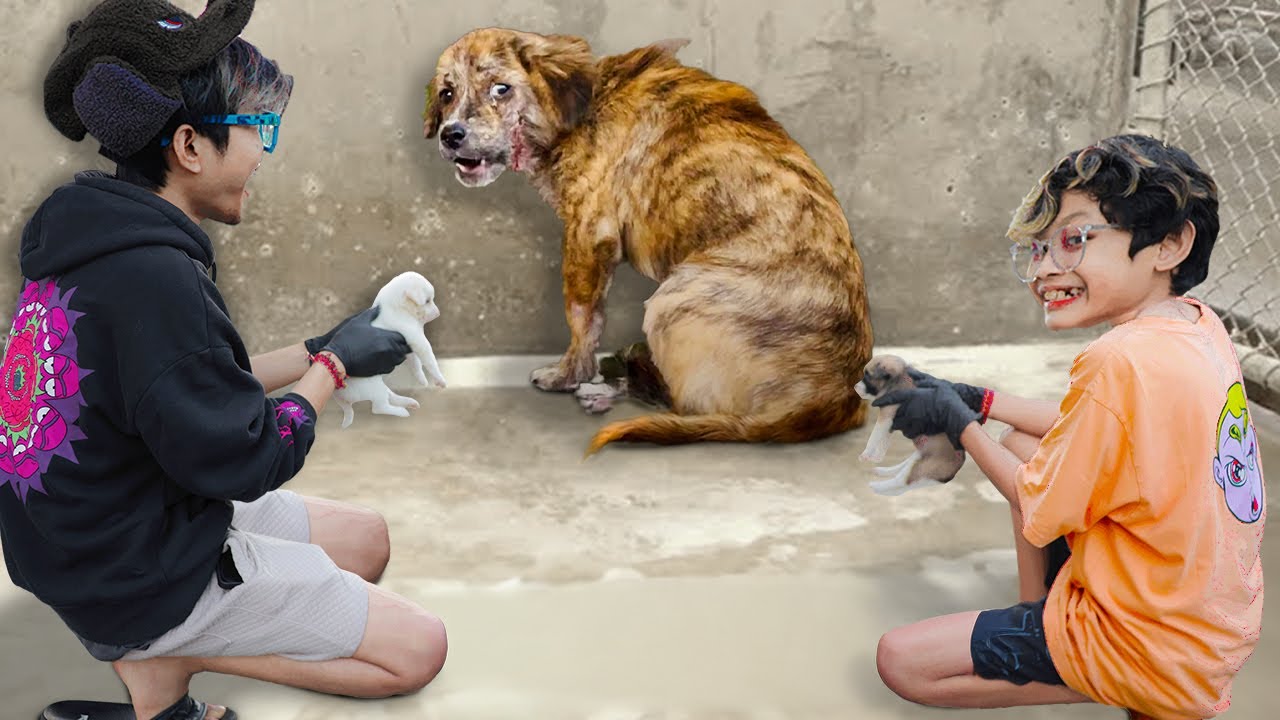 DRAMA IBU ANJING DATANG NYARI ANAKNYA YG DI BUANG! SEDIH LIAT KONDISINYA, BOCIL SAMPE NANGIS!!!