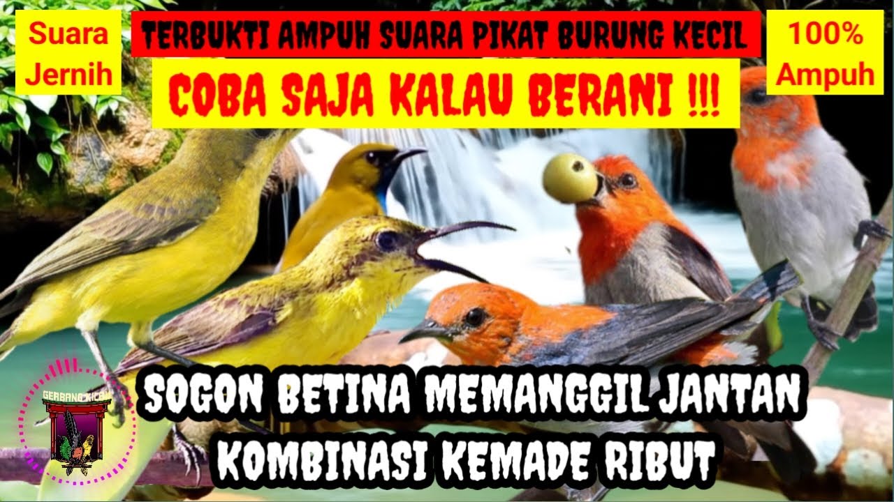 SUARA PIKAT BURUNG SOGON AMPUH‼️ SOGON BETINA MEMANGGIL JANTAN KOMBINASI KEMADE RIBUT