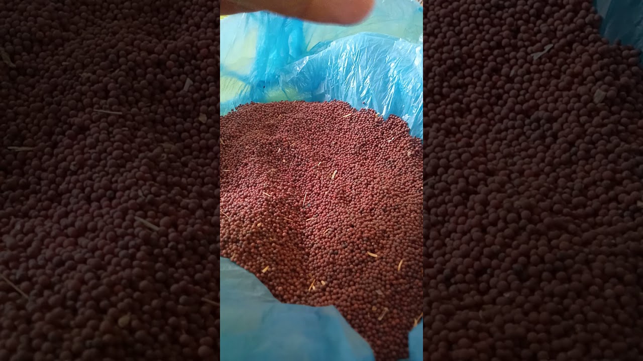 موضوع هام جدا بتحمير صدر التفاحي☺️ ولاتنسو الاشتراك😁😉😘