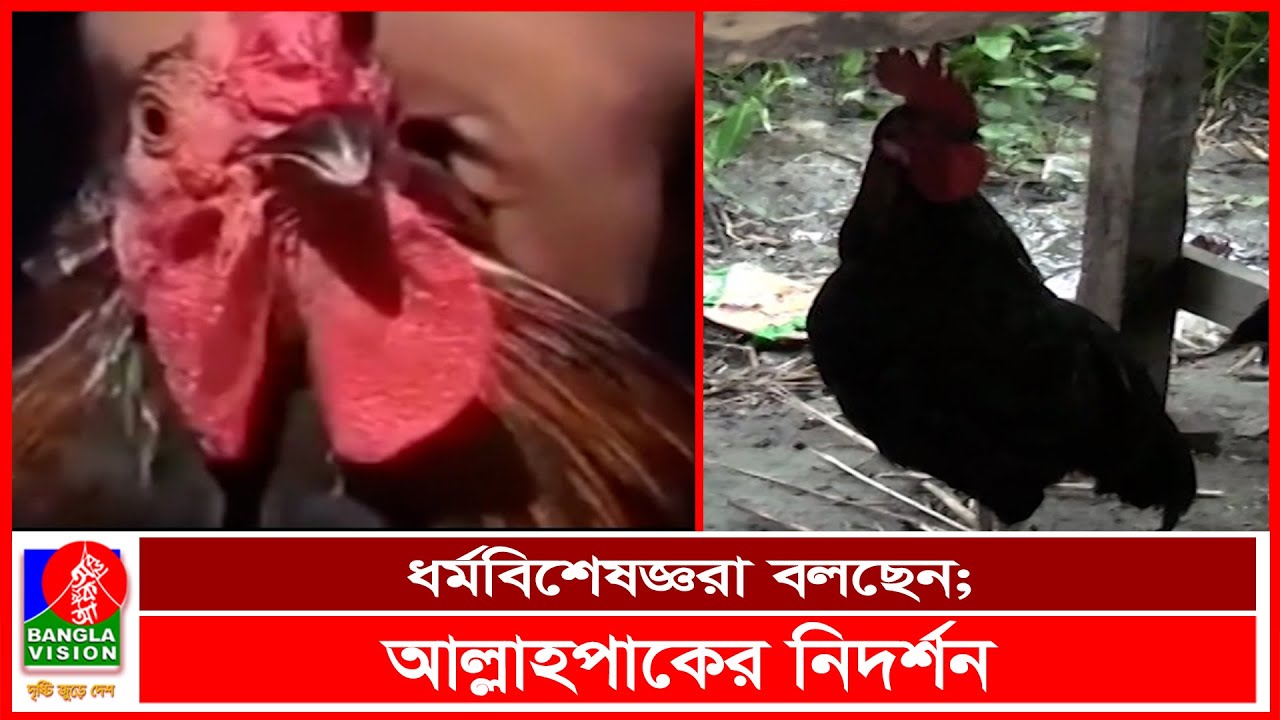 দাশুড়িয়ায় মোরগের কণ্ঠে ‘আল্লাহ’ ডাক ! | BVNEWS24
