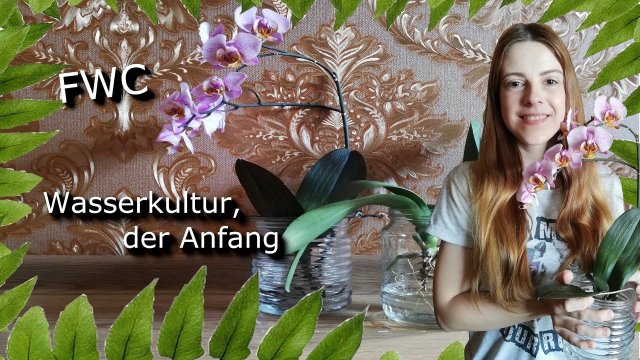 FWC | Orchideen in Wasserkultur | Erste Schritte