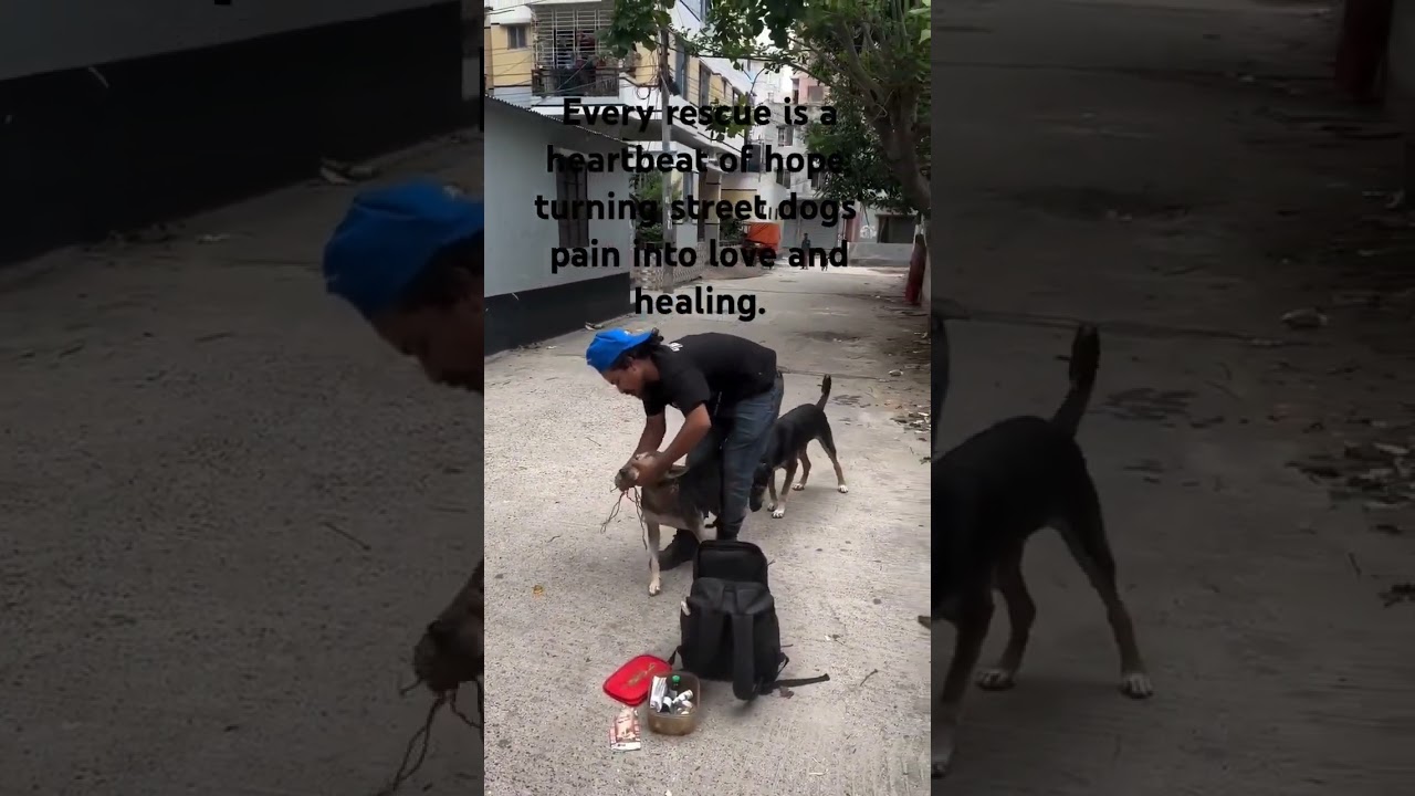 #StreetDogRescue #ViralVideo #DogCare #AnimalRescue #DogMedicine #PetRescue #InstaDogs #DogHealing