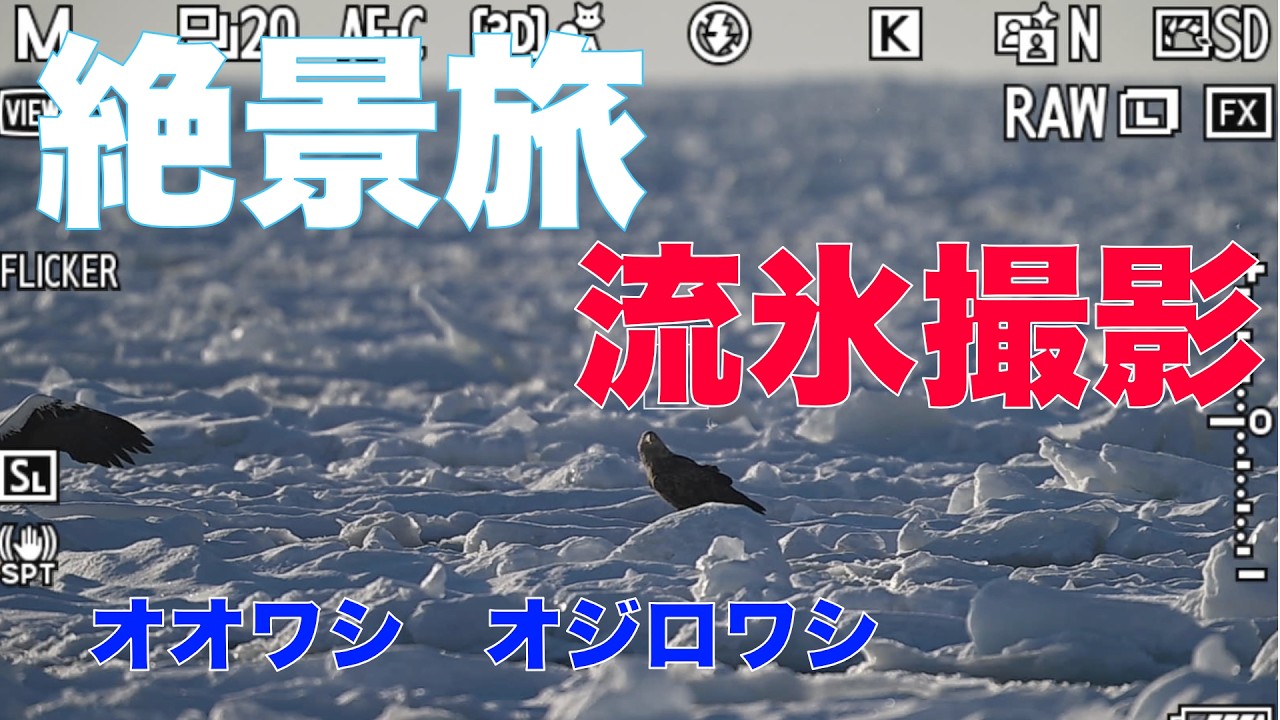 絶景旅　流氷撮影　オジロワシ　オオワシ　羅臼で撮る絶景　モニター画面あり