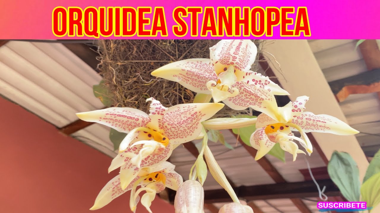 FLORACION Y CUIDADOS DE ORQUIDEAS STANHOPEA, ORQUIDEA TORITO