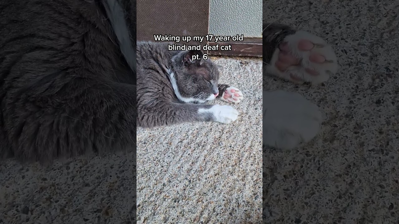 Waking up my 17 year old blind and deaf cat pt. 6