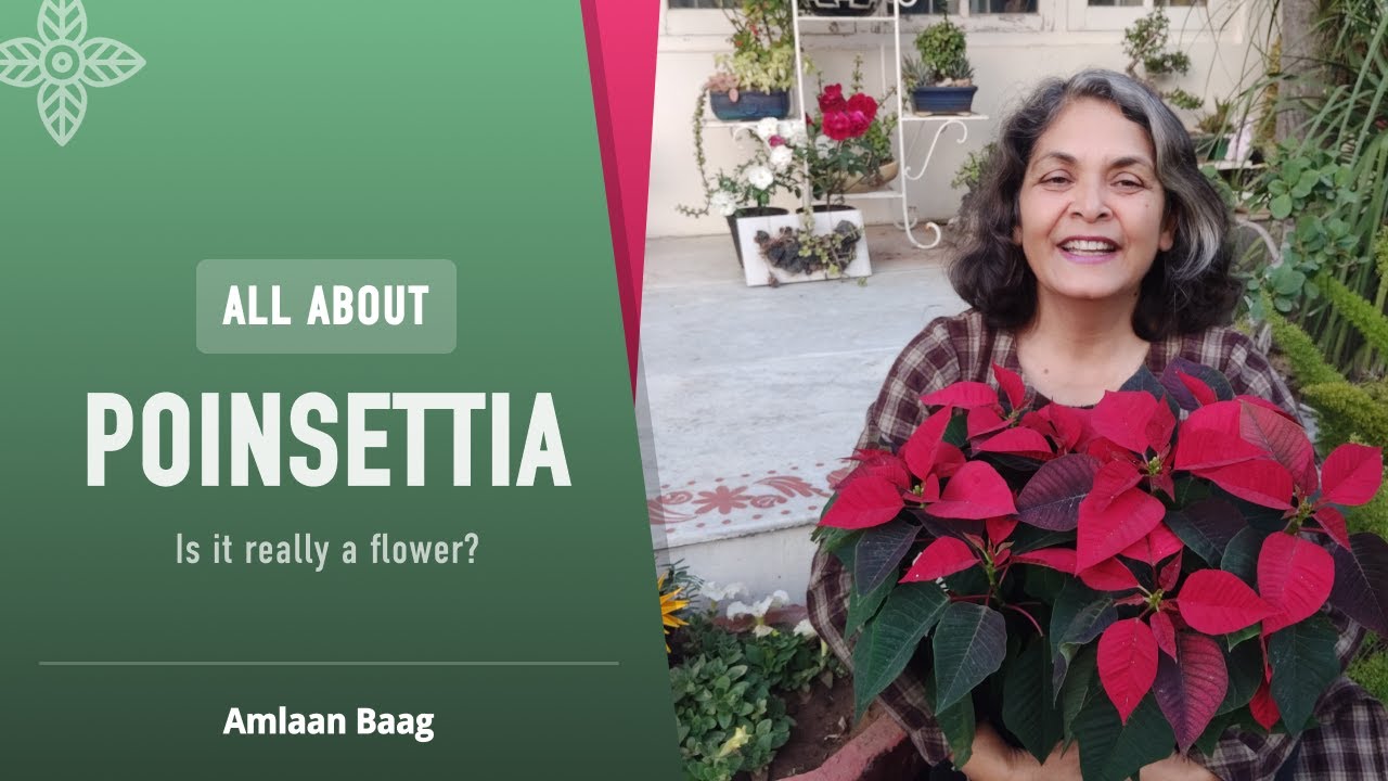 Is It Really A Flower? All About Poinsettia | यह खूबसूरत फूल है या कुछ और? | पनसेटिया