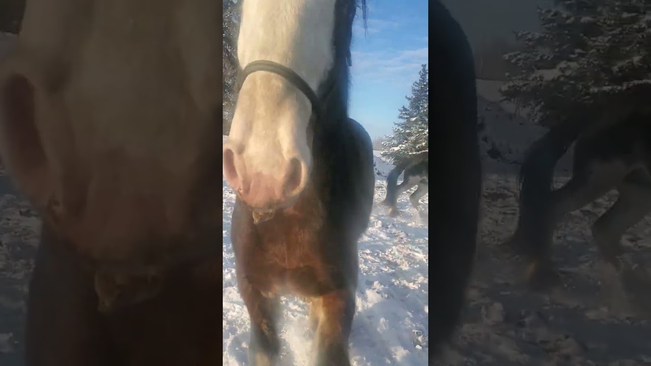 Registered Clydesdales, Journey,  Beauty,  Blue and Ruby 😍