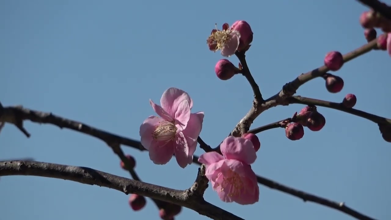 ワイエムエス　フレンドリー　嘉麻市梅林公園の見ごろ前の梅開花模様　2026/02/09