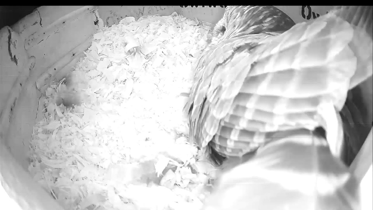 OwlWatch - Nestcam from Florida