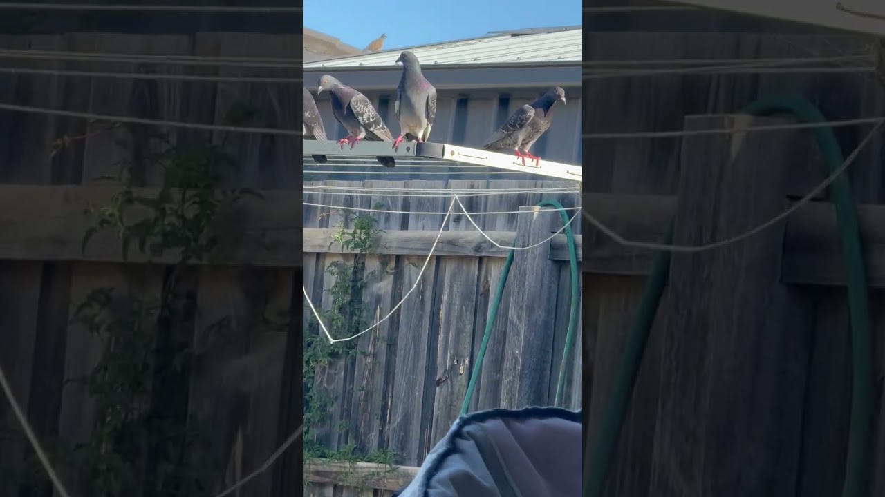 With the pigeons again. This time mumma Crow was getting food for her baby