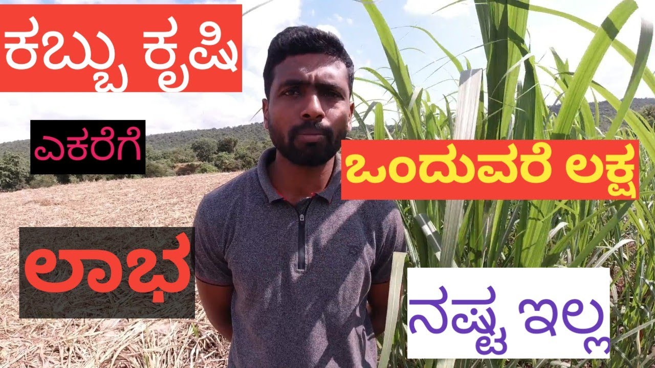 sugarcane farming ಒಂದು ಎಕರೆಗೆ ಒಂದೂವರೆ ಲಕ್ಷ ಲಾಭ One and half lakhs profit per acre #sugarcanefarming