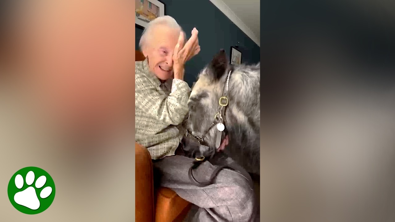 100-year-old woman meets pony and her joy is absolutely infectious