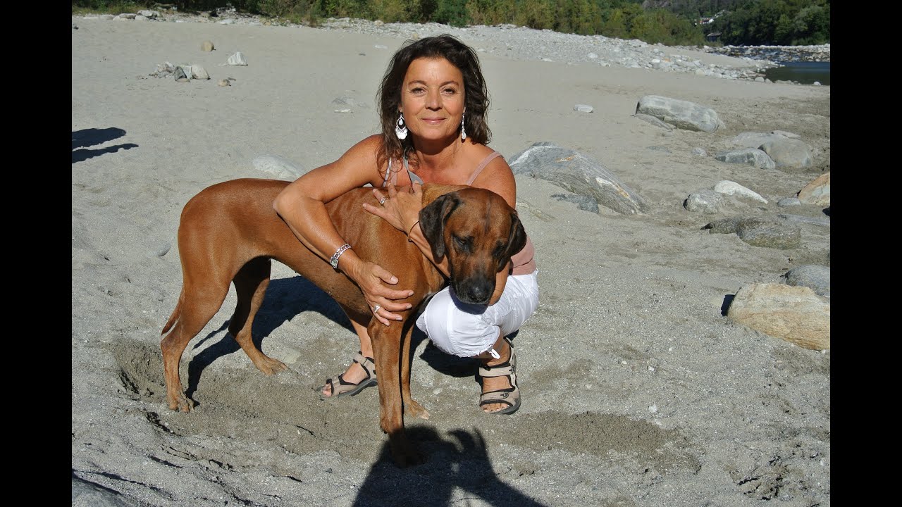 Rhodesian Ridgeback Ashima kommt zurück