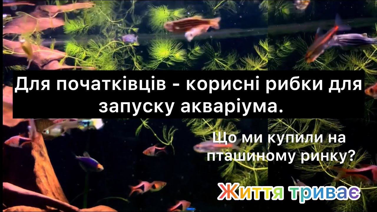 Для початківців - корисні рибки для запуску акваріума. Що ми купили на пташиному ринку?