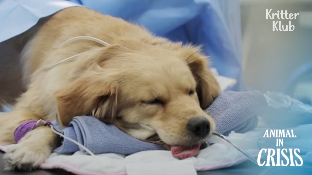 Anus-less Retriever Dog Is Fated To Die.. | Animal in Crisis EP261
