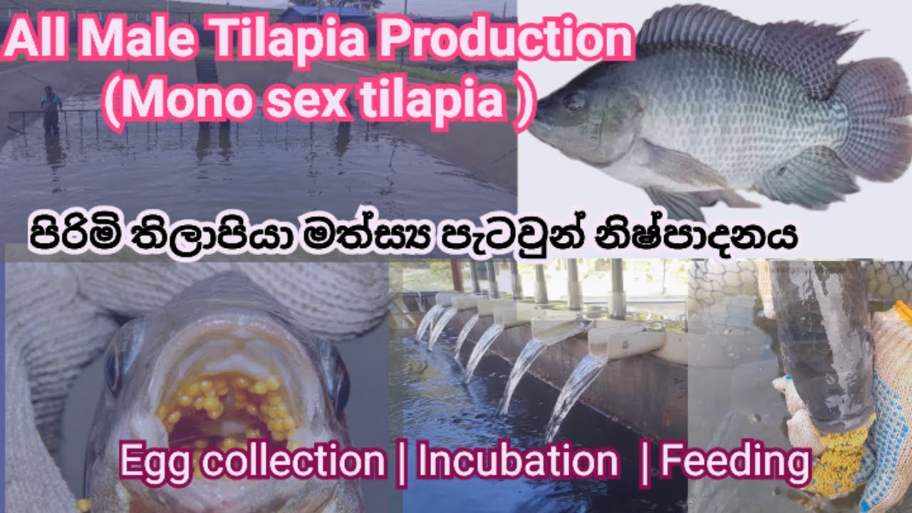 All Male Tilapia 🐟 Production Eggs  Collection for Mono Sex Tilapia Incubation  Hatching