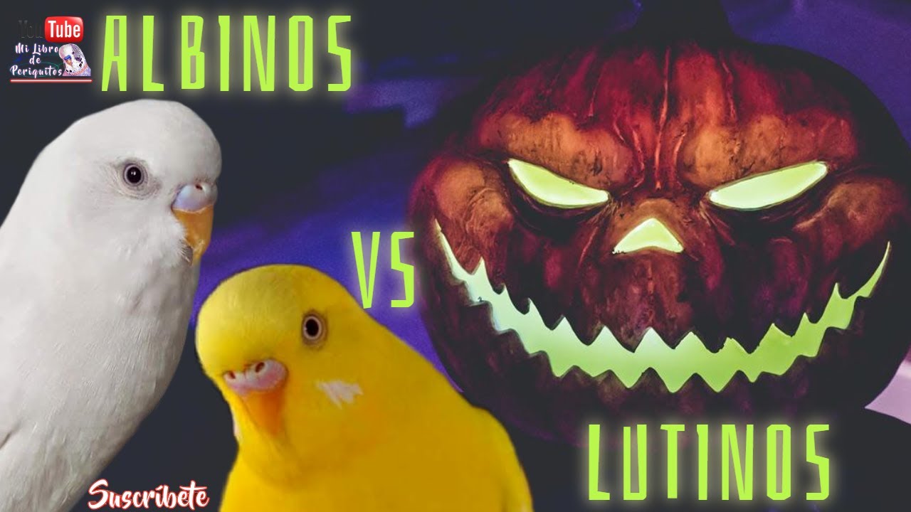 Cruzando Periquitos Albinos Con Lutinos 😲