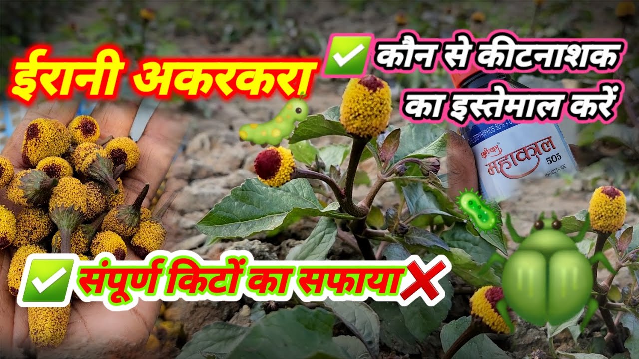 Erani akarkara ferming | ईरानी अकरकरा में कीटनाशक का इस्तेमाल 