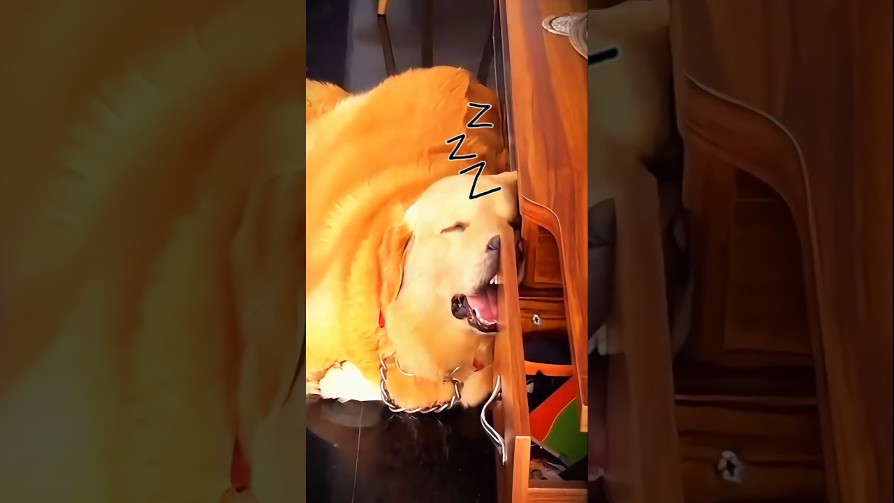 DERPY DOGS #shorts
