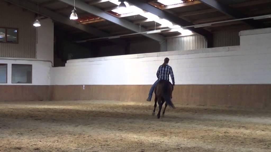 Demo zur Basisausbildung eines Jungpferdes bei pro ride horsemanship