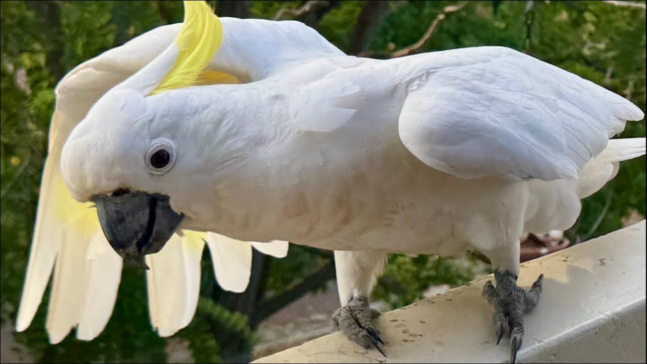 The Australian Bird Show!