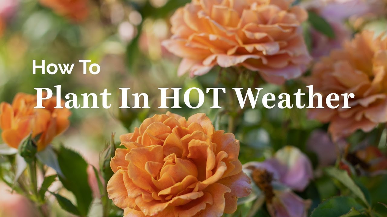 How to Plant in Hot Weather
