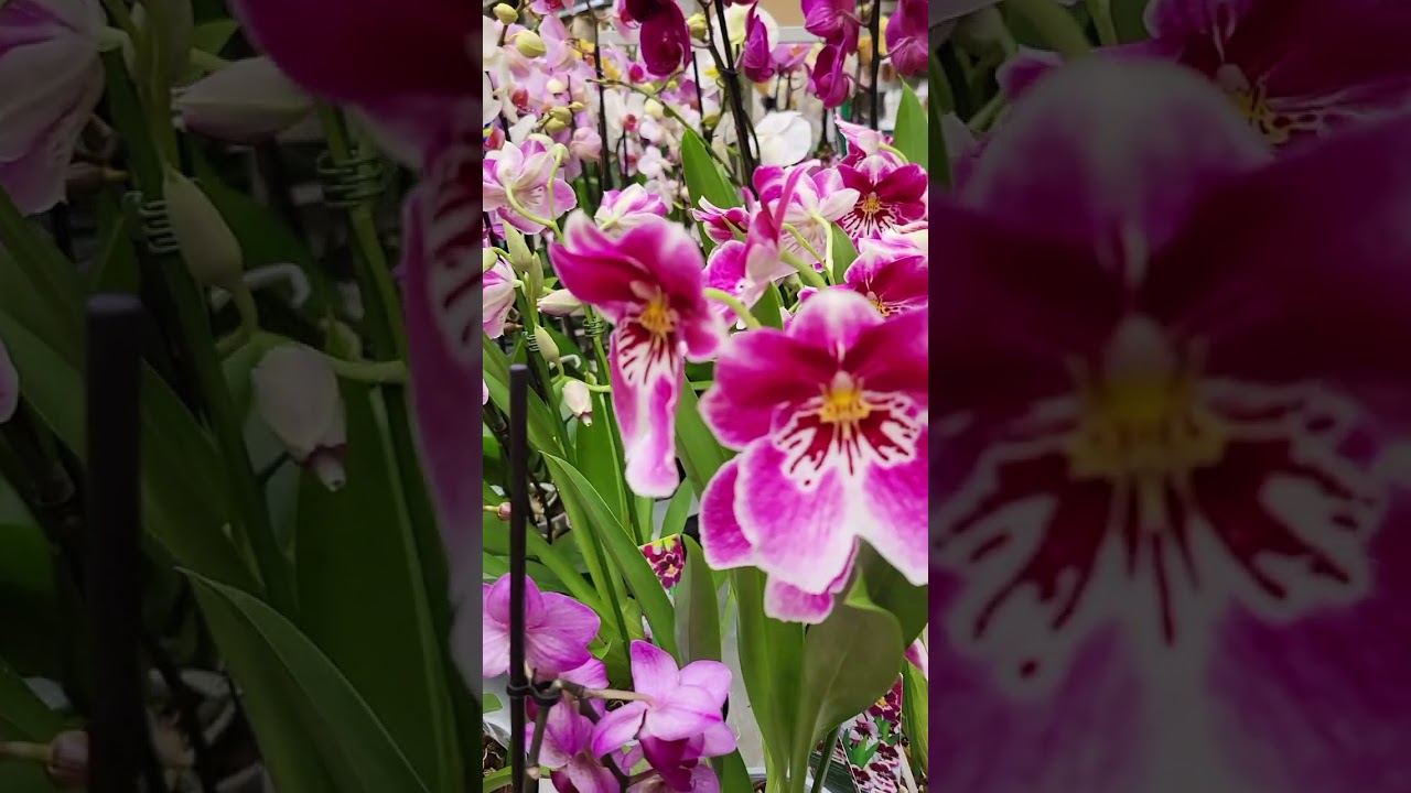 Symbol of Good Luck and Prosperity #shorts#trending#orchid#flowers#shortsvideo#viral#youtubeshorts