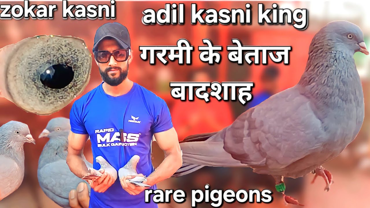 Zokar kasni ki nasl | adil kasni king | rare pigeons | kyarish kadri pigeon