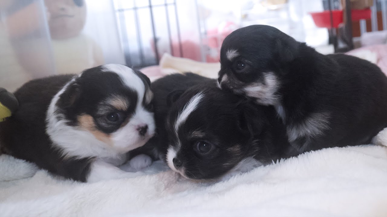 【生後３週間】チワワの赤ちゃんが仔犬に進化したゾ！【ブリーダー】