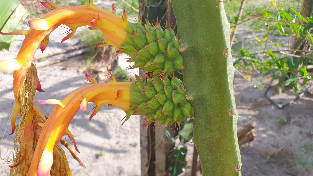 primeiros frutos da pitaya palora do Equador.