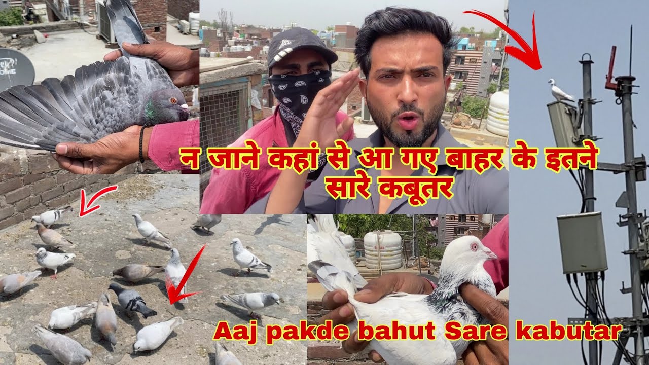 बैठे बिठाए खीर आ गई आज तो आज पकड़े new कबूतर #trending #pigeon #lover @mahirsingh1350  #viralvideo
