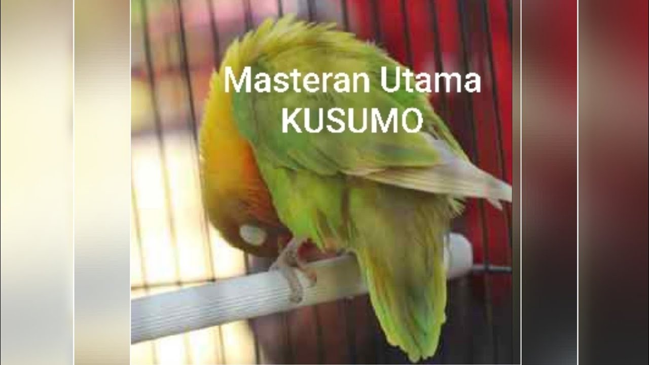 Masteran Utama ku untuk lovebird Kusumo ( jadi mp3 pake ap Y2MATE/ download free)