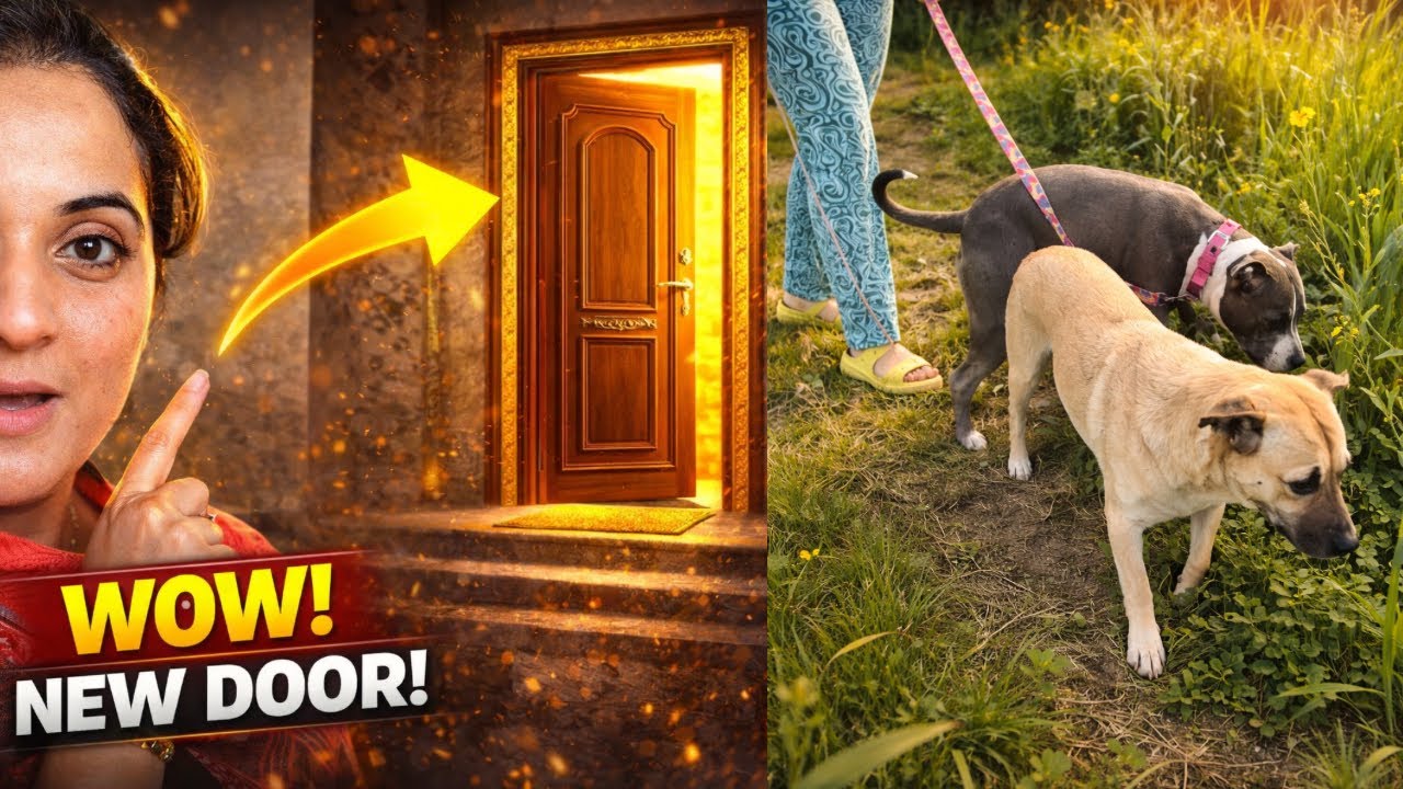 Day 14 Door 🚪 lg gye! Bella & lily ko ghaas khana psnd hai 🪴 #dailyvlog #dogvideos 