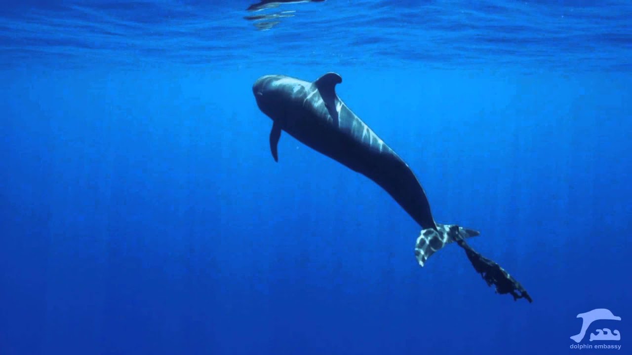 Dolphin Embassy. Come with me now. (A contact with pilot whales)